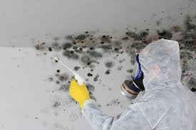 Biohazard Mold Removal in Spring Arbor, MI